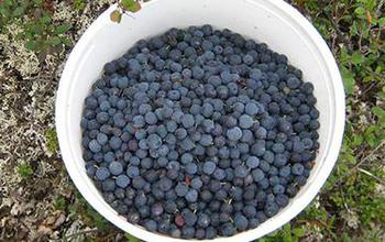 bowl of berries